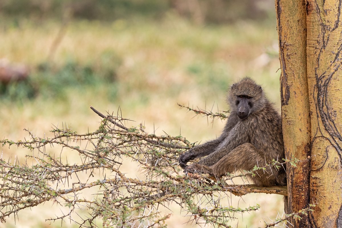 Baboon Sitting in Tree Looking at Camera