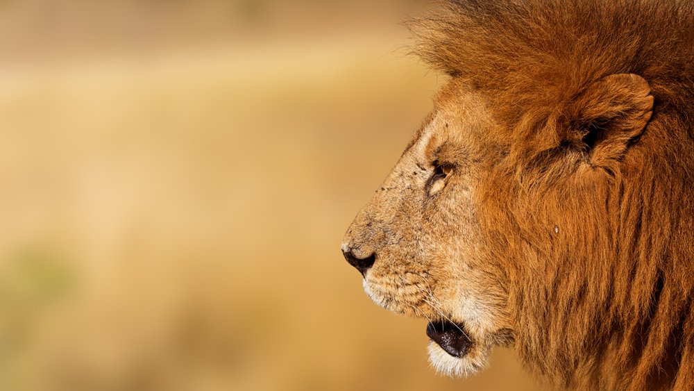 Closeup African Lion Profile Banner
