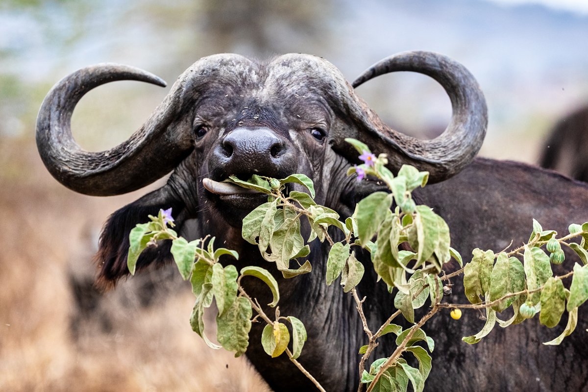 Closeup Cape Buffalo Eating Flower