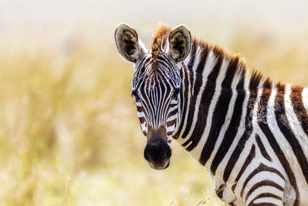 Closeup of Young African Zebra