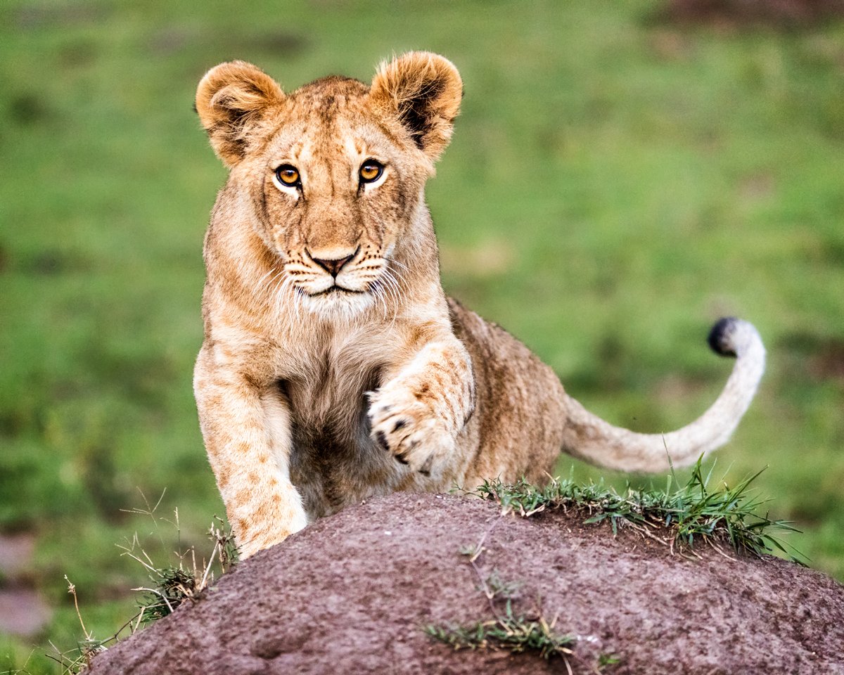 Cute Curious African Lion Cub