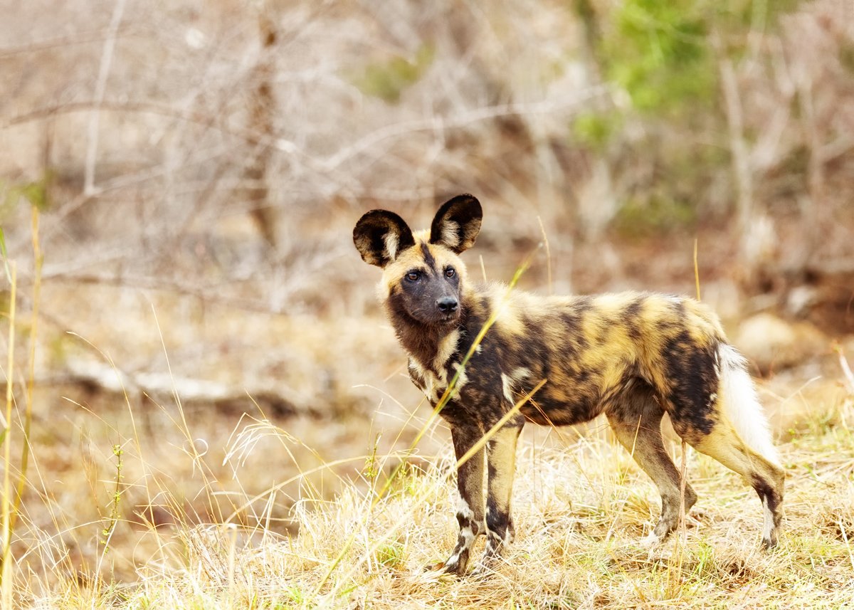 Endangered Wild Dog in South Africa