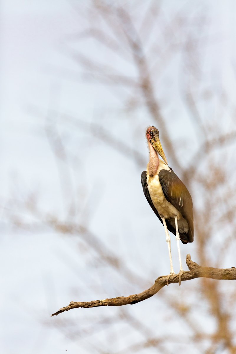 Marabou Stork in South Africa