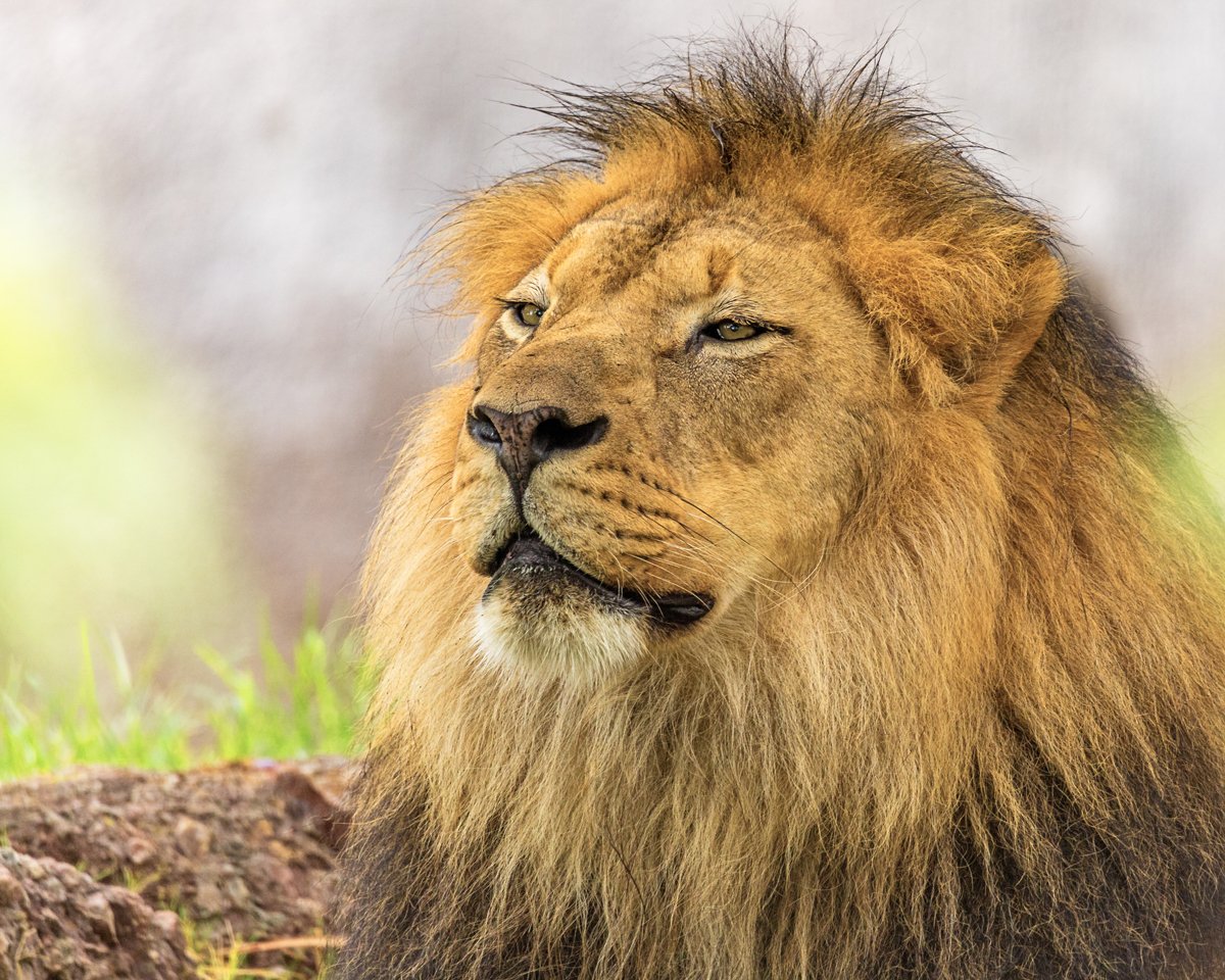 Proud Male Lion Closeup