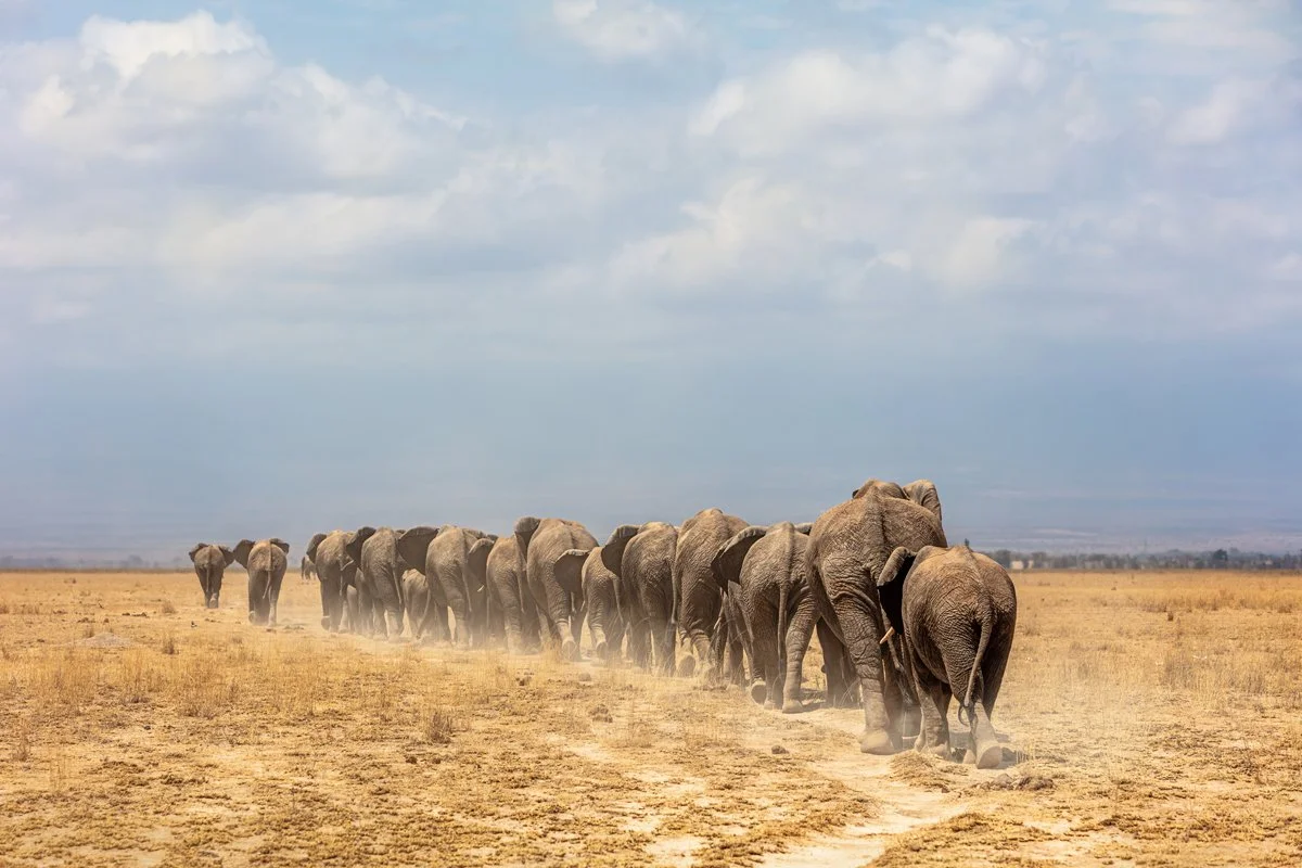 A herd of elephants walking across a dry, dusty plains under a partly cloudy sky.