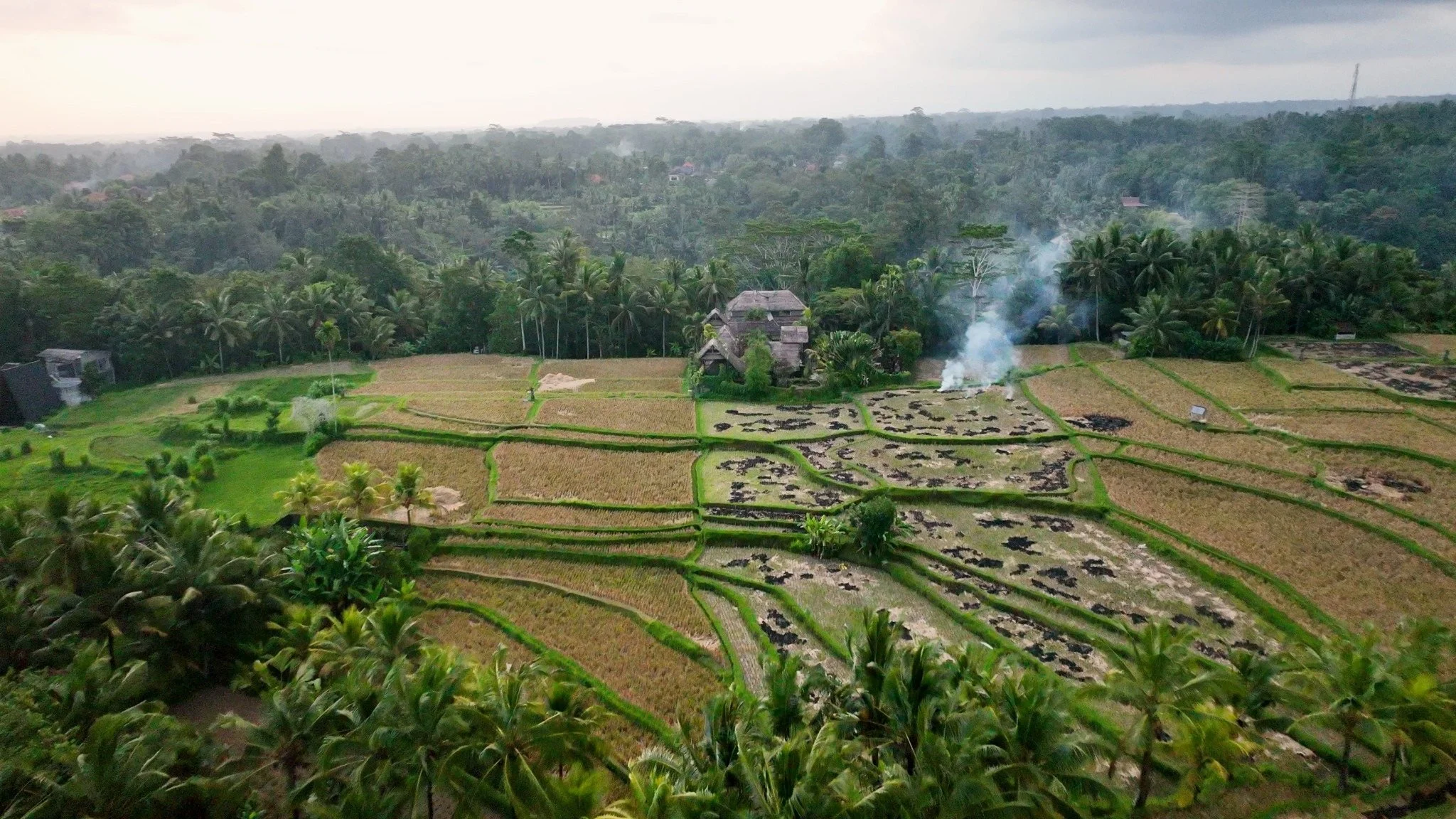 A lush, green landscape with rice fields divided by narrow pathways, a traditional house surrounded by trees, and smoke rising from the fields, with a dense forest in the background.