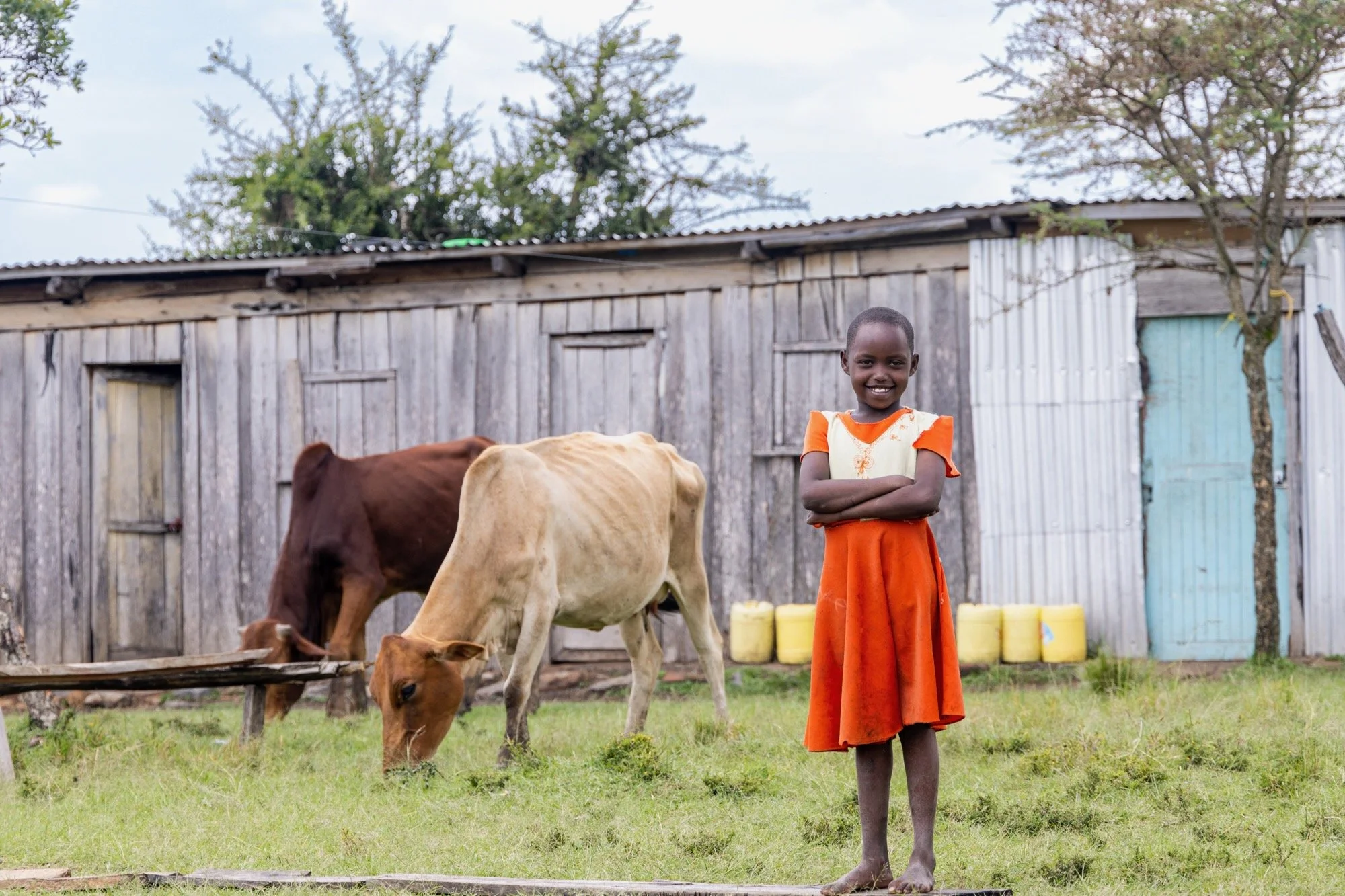A smiling young girl in an orange dress standing with her arms crossed in front of a rustic wooden building, with cows grazing on green grass nearby.