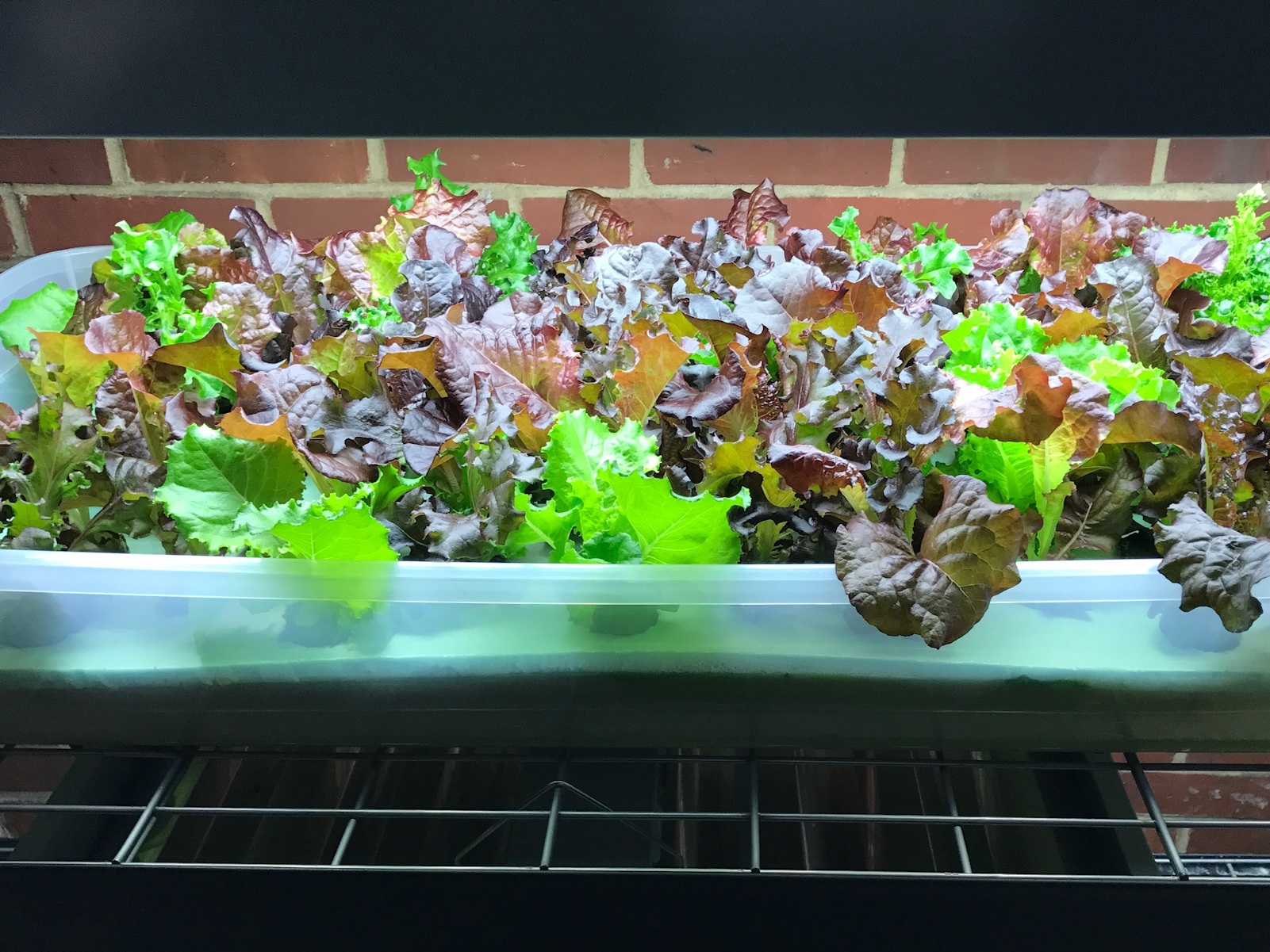 Brick Gardens St. Aloysius Urban Farming