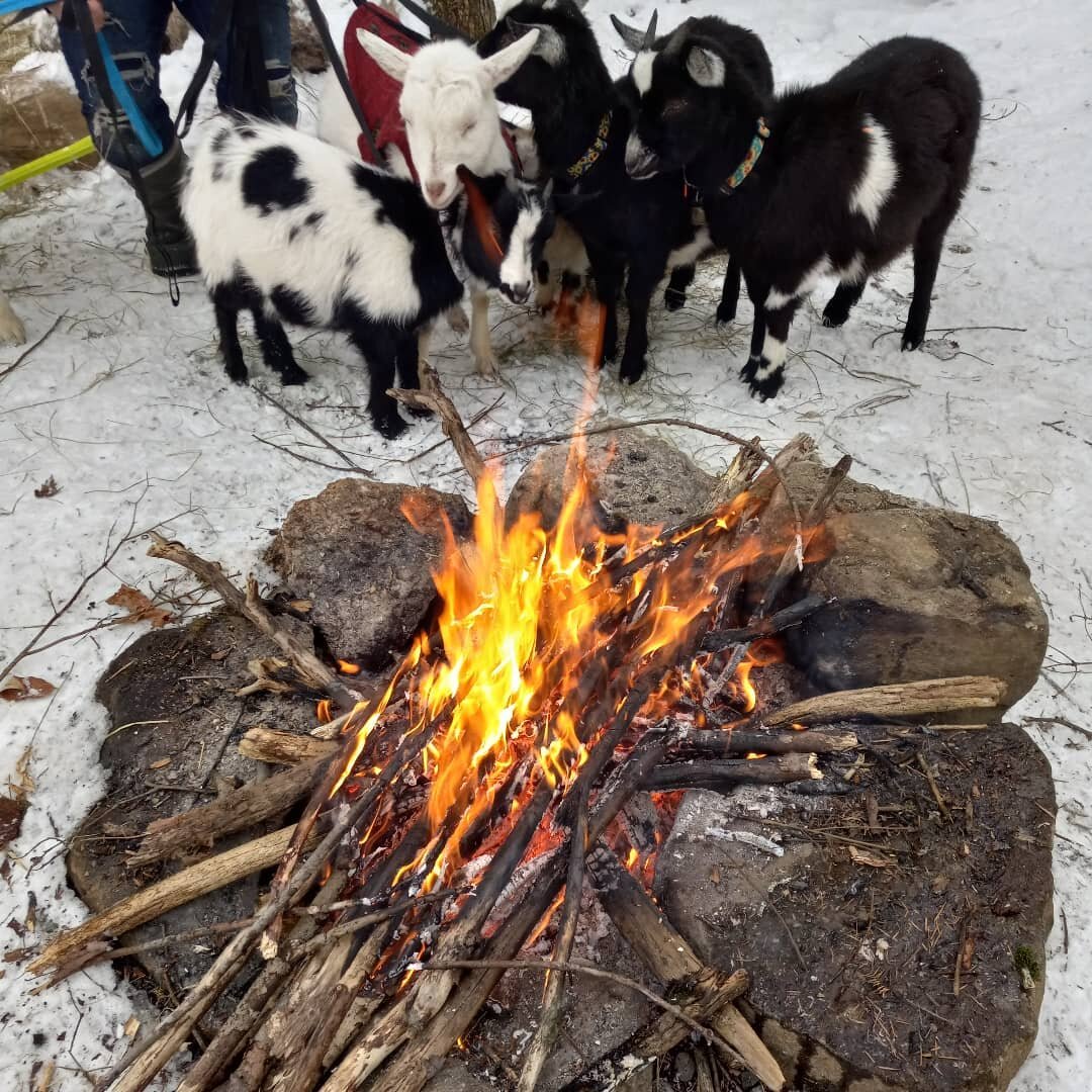 Girls warming up by fire. #muskokagoataway #morganhouseart #findyourwildmuskoka #campfire #goatwalkers #discoverontario #huntsvilleontario