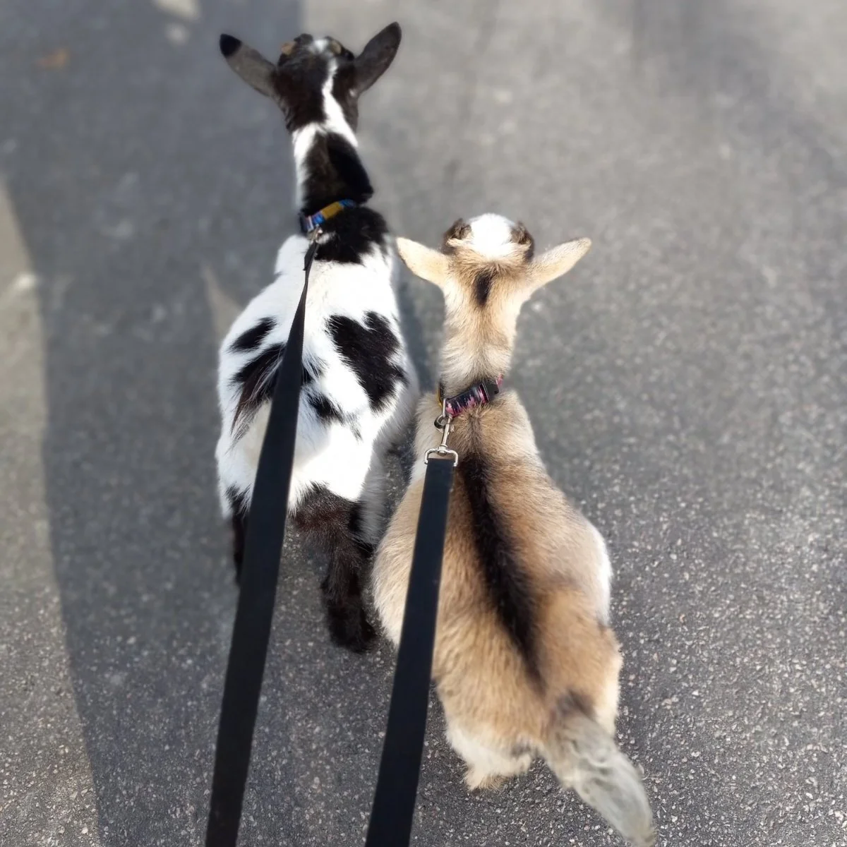 Learn about the herd — Muskoka Goat Away