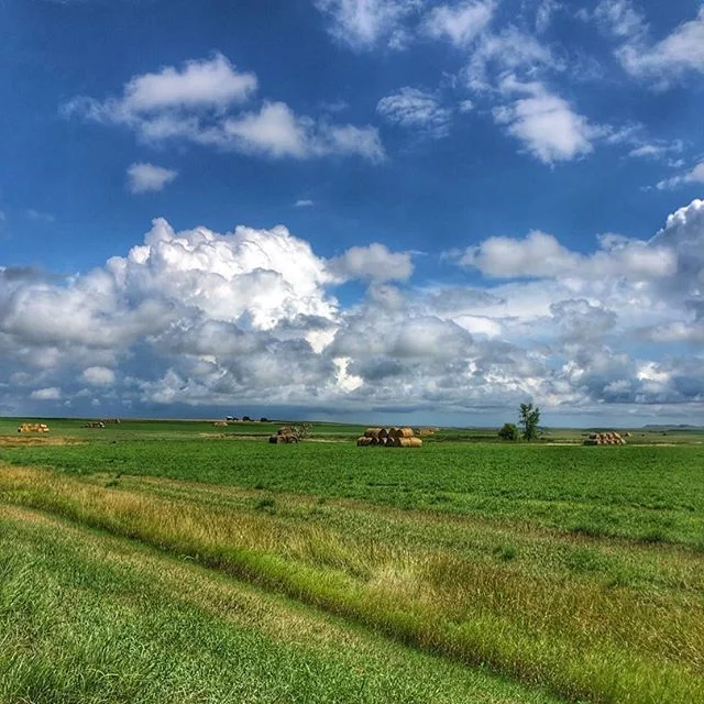 Today we are road tripping to MN. I finally had to stop to take a picture of these heavenly alfalfa fields!! Simply gorgeous.  Our own hay season back at the ranch will begin soon. We are getting anxious!! We just need the rain to stop and our fields