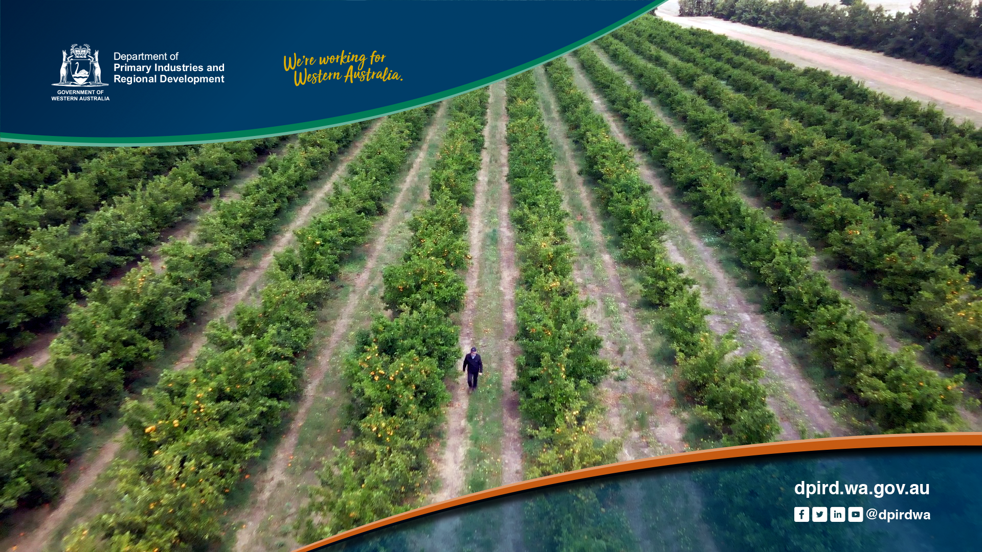 A cultivated orchard with rows of citrus trees, some with visible orange fruit, flanked by a person walking through the field. The image is overlaid with government branding and text indicating it is from the Department of Primary Industries and Regional Development, Western Australia.