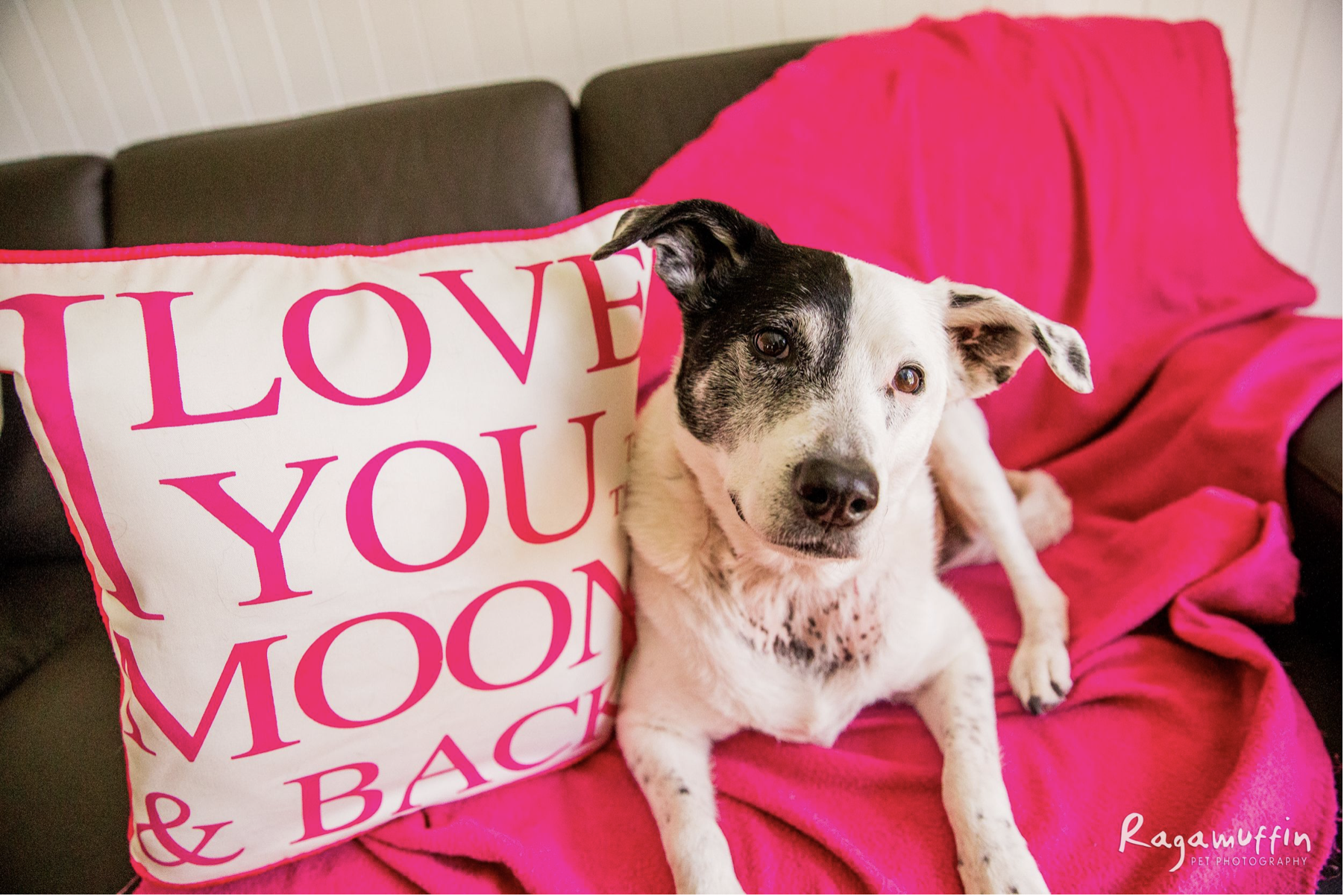 biocell collagen for dogs