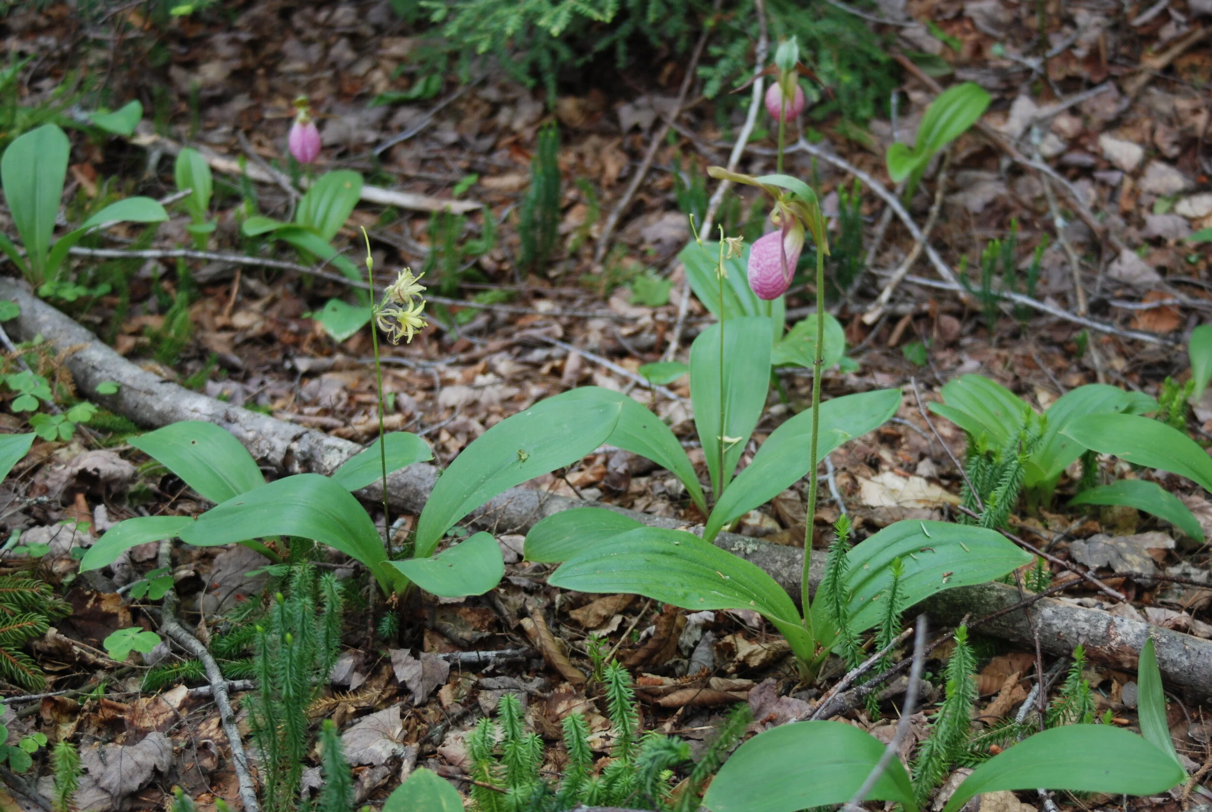 DSC_0484.JPG