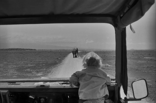 ABQ Journal  -  SFIFF 2018 - Documentary Explores Elephant's Importance to Africa 