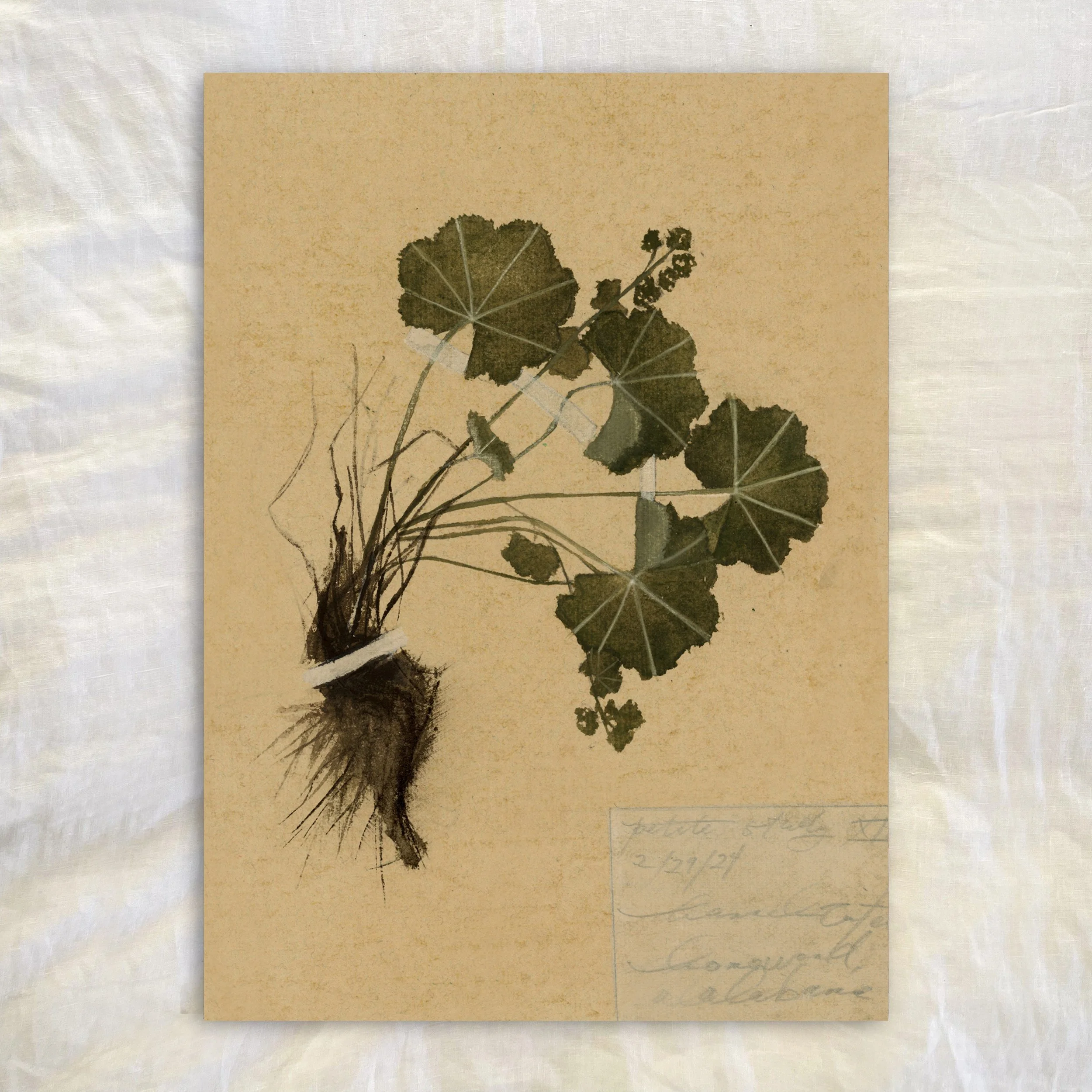 petite study no. vii