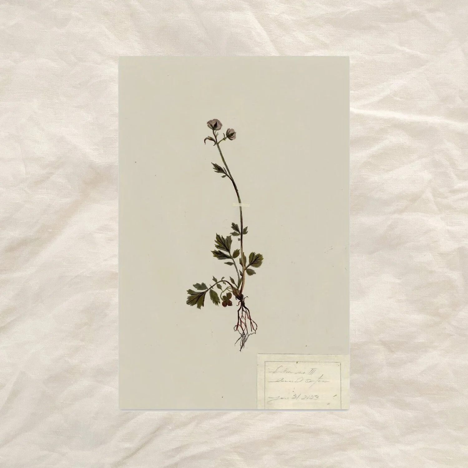 fleur study iii