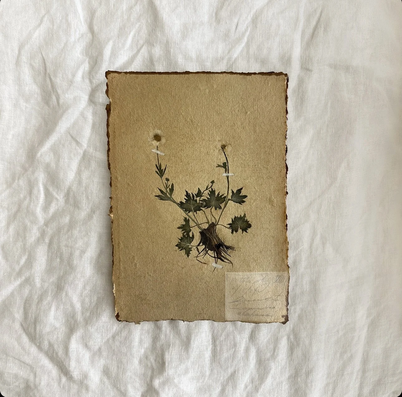 fleur study no. viii