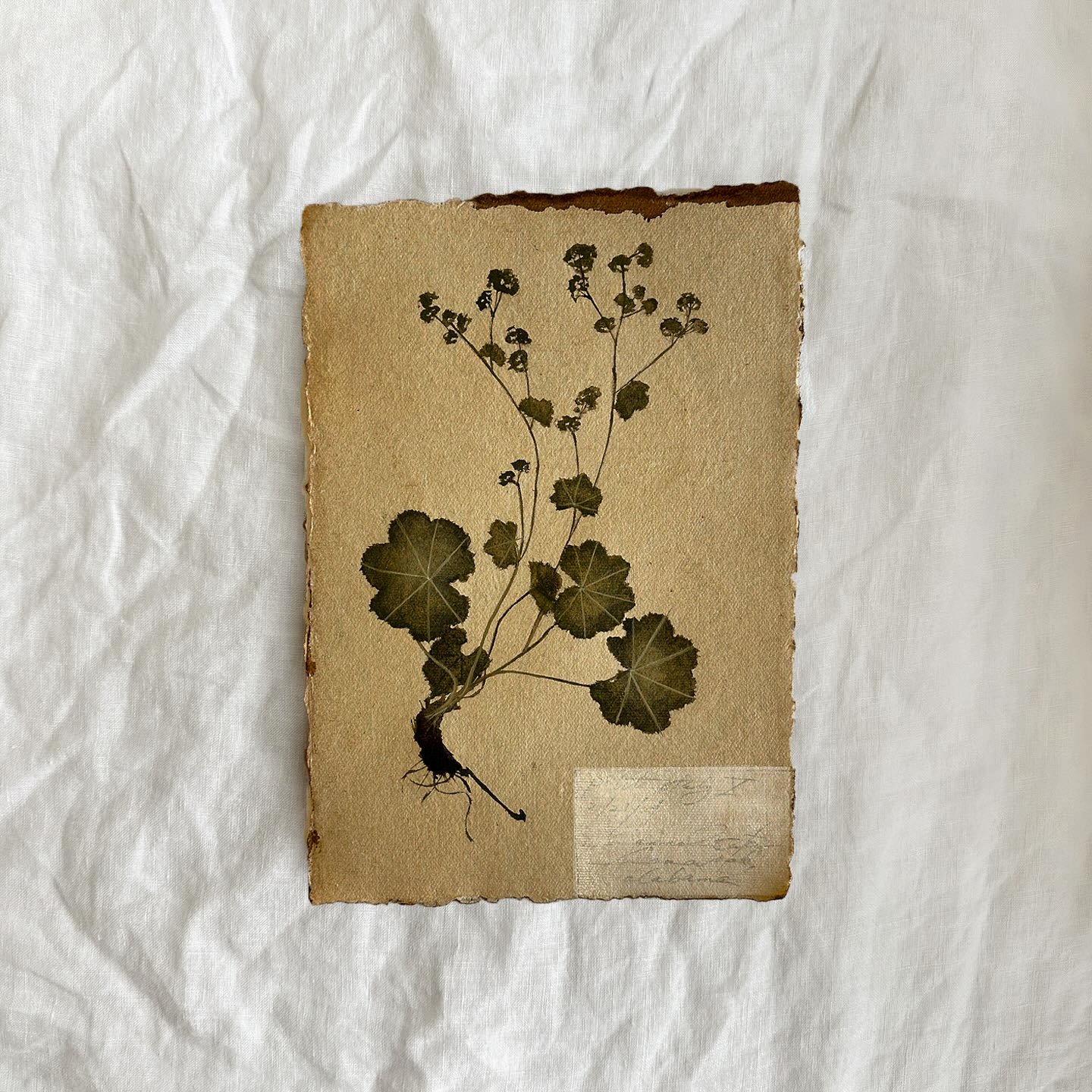fleur study no. x *reserved for Perrin