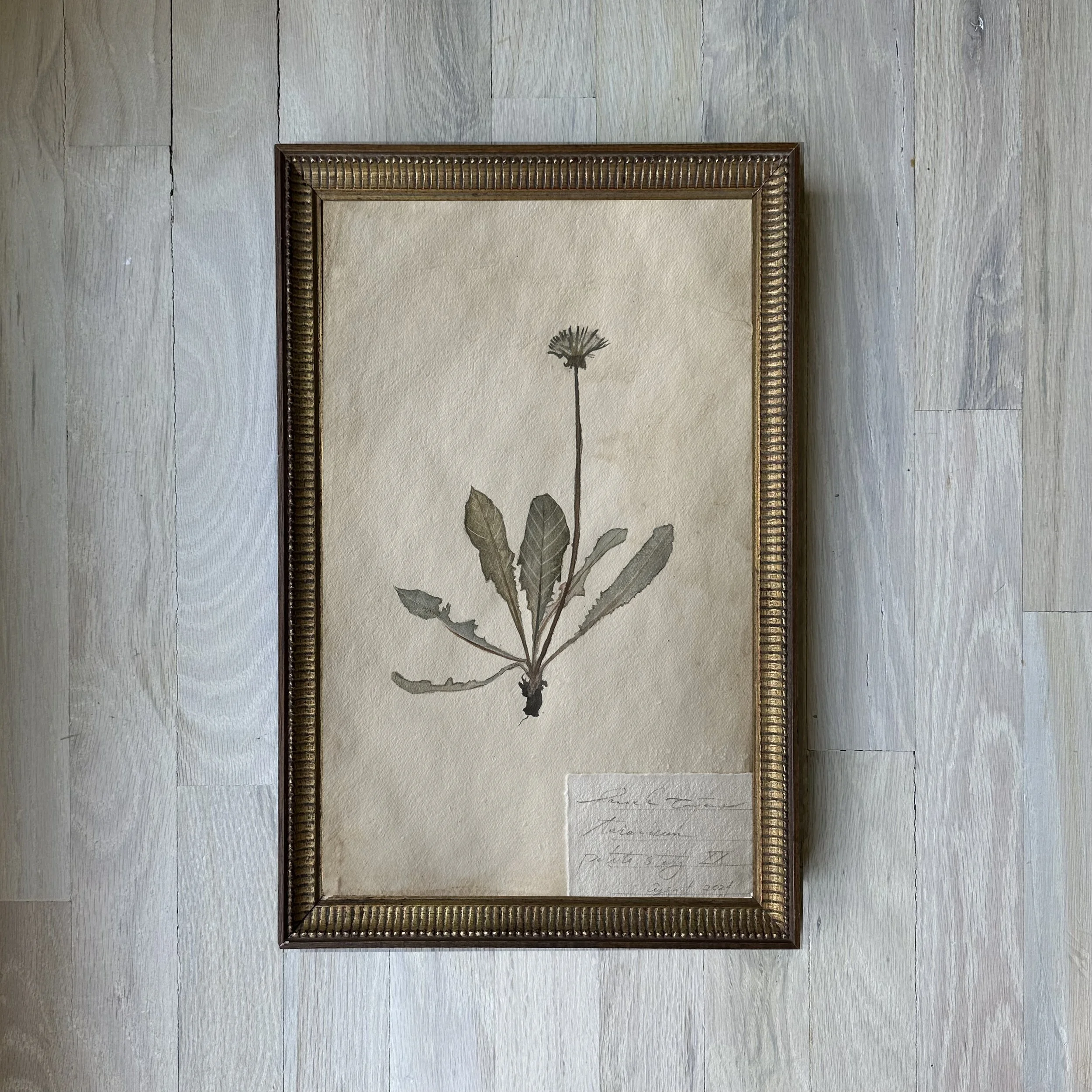 fleur study no. xxiii