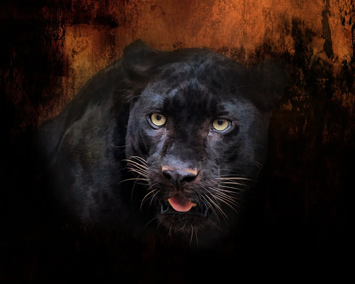 wallpapers Black Panther Fabric Panel exotic animals focus on fabric