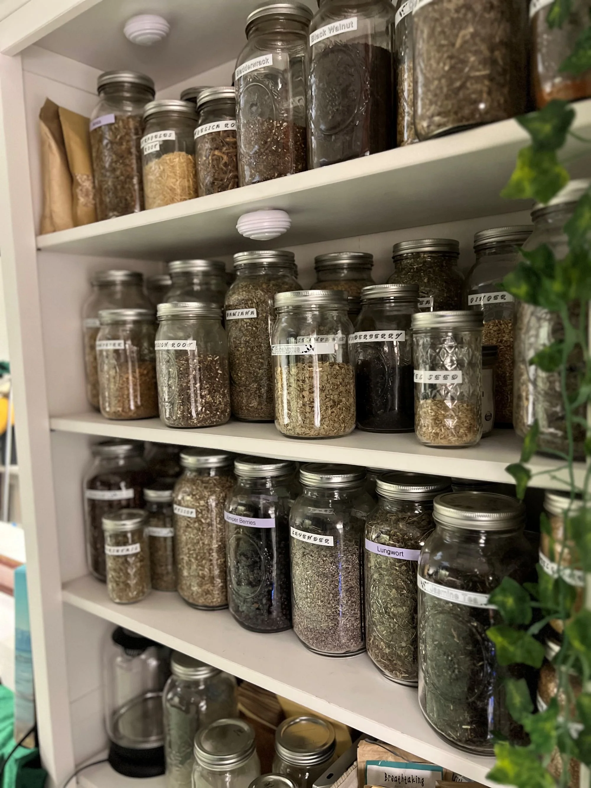 holistic wellness & traditional healing