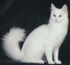 image-57.png