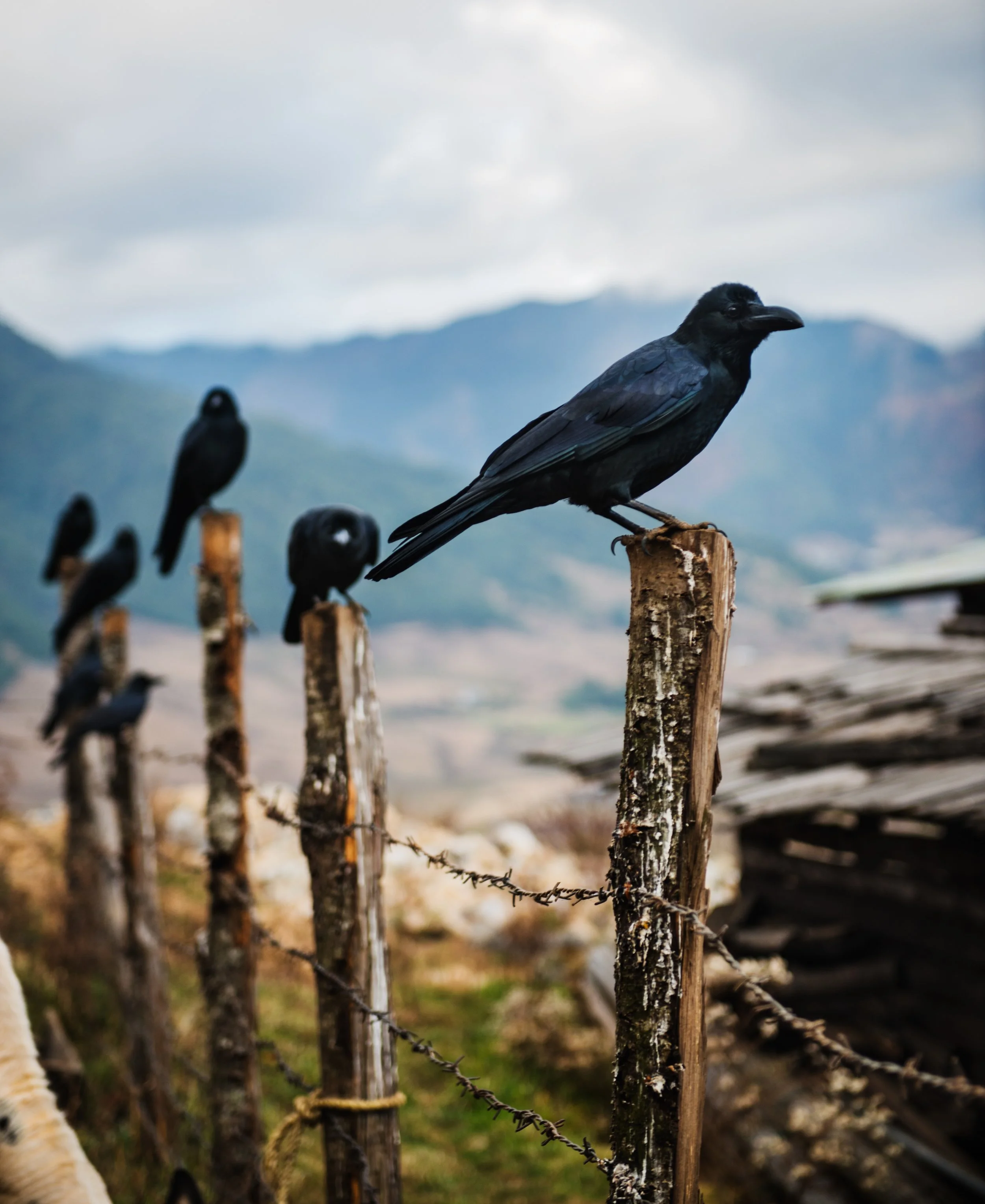 Ravens at Phobjikha Valley