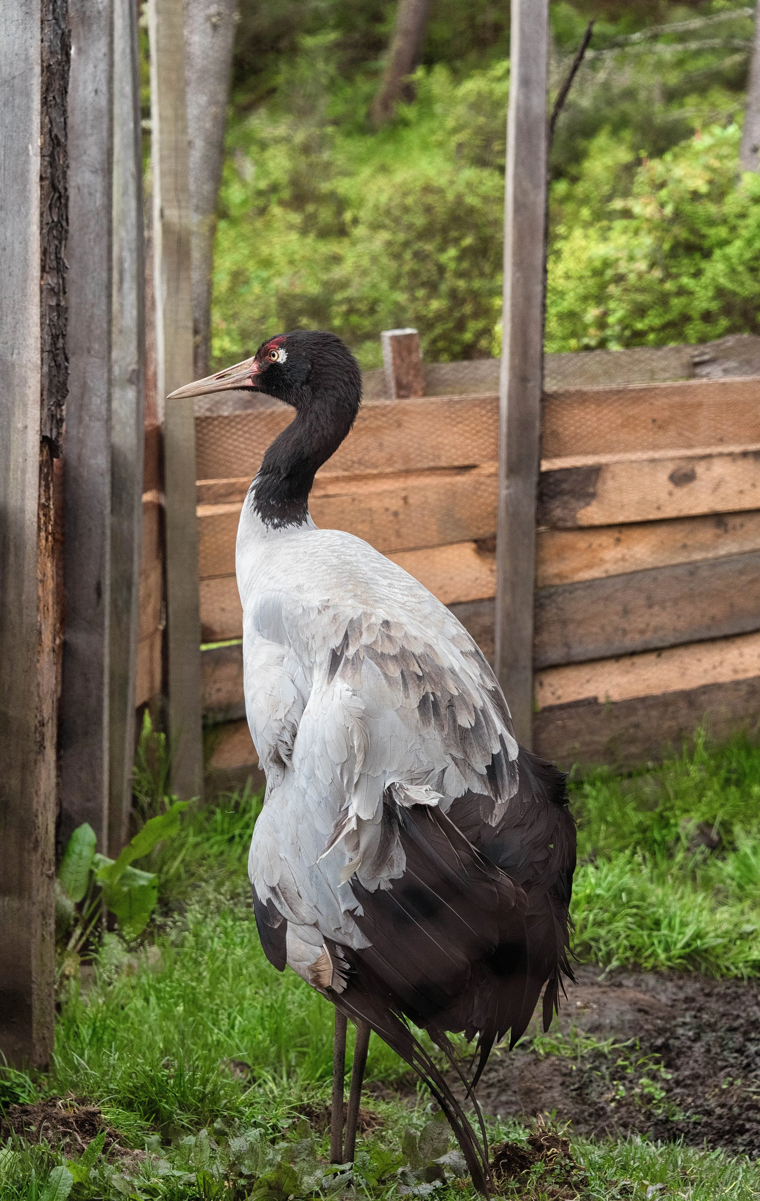 Karma, the injured juvenile black necked crane