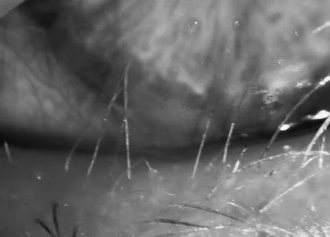 lash blog image.jpg