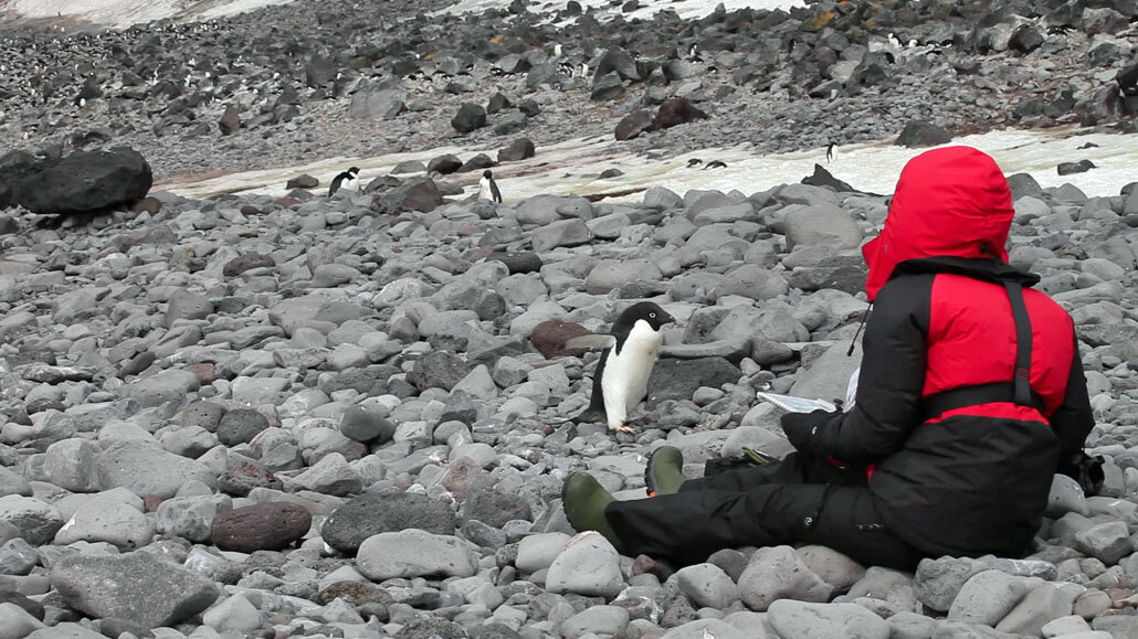 with Adelie Penguins, Paulet Island