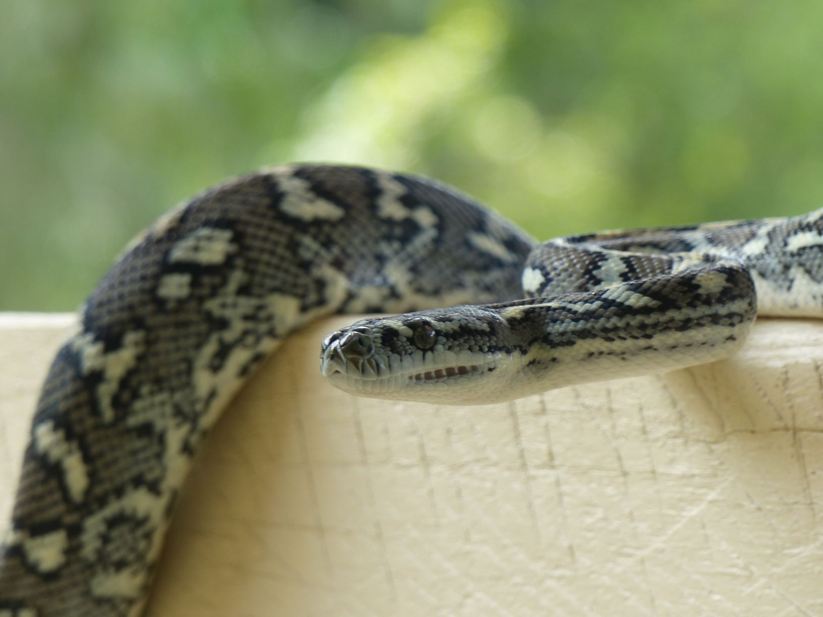 Coastal carpet python, bright grey markings