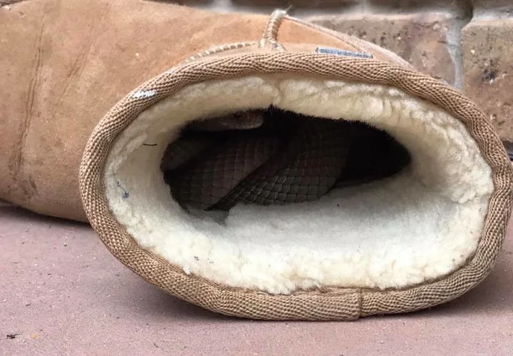 eastern-brown-hiding-in-ugg-boot.jpg