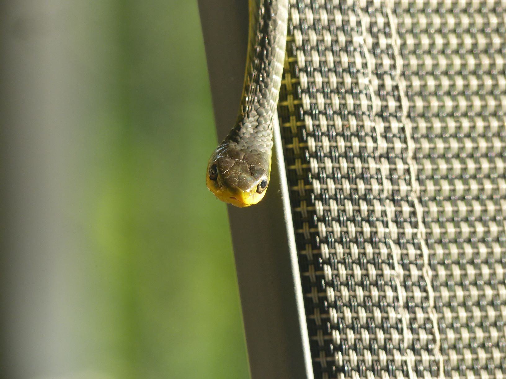 green_tree_snake.JPG