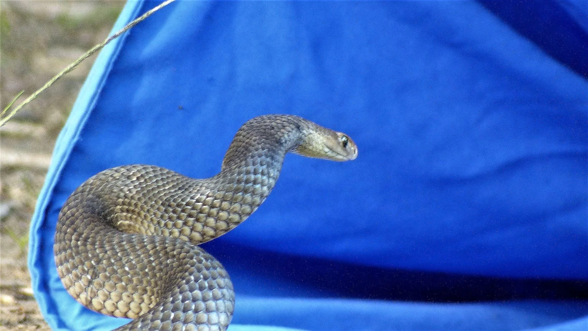 eastern-brown-capture.JPG