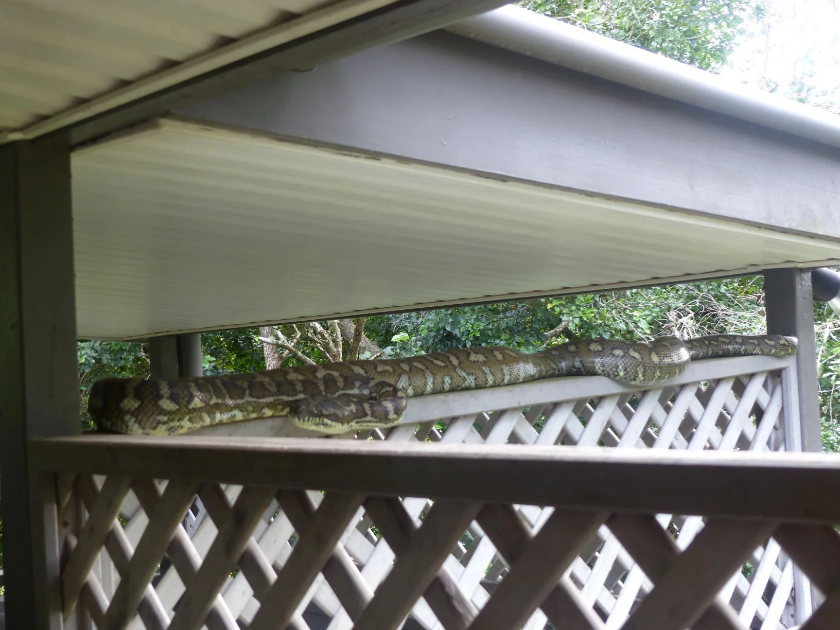 Tyalgum_carpet_python.JPG