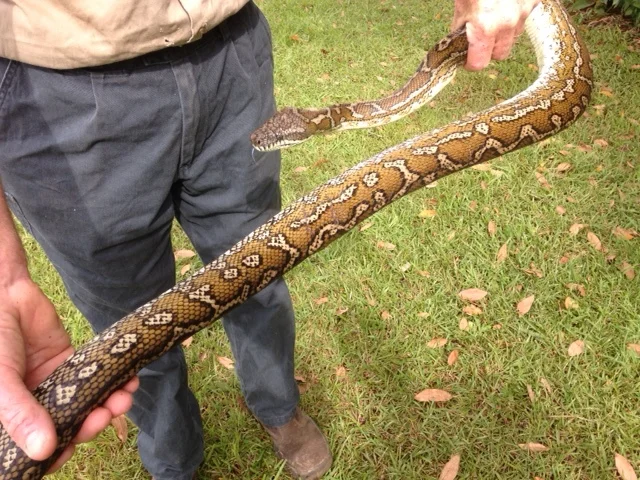 Coastal Carpet Python in less common (for the Tweed) brown markings
