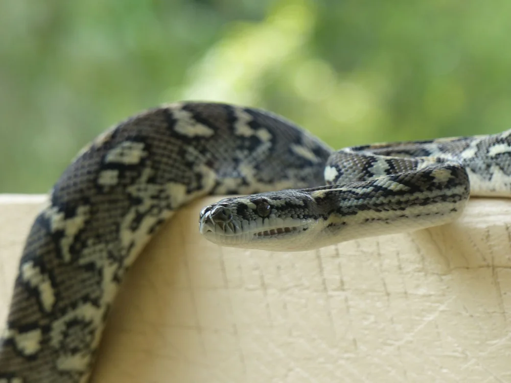 How Long Do Coastal Carpet Pythons Live