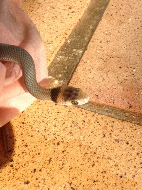 Juvenile (about 5 months old) showing classic dark markings on head and neck. No further bands on this individual.
