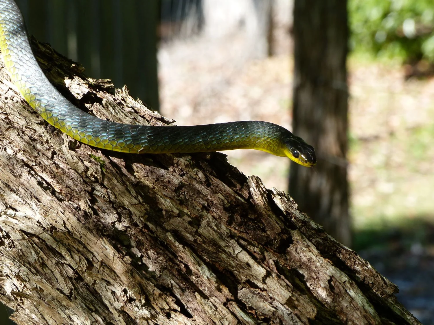 Green Tree Snake — Murwillumbah Snake Catchers