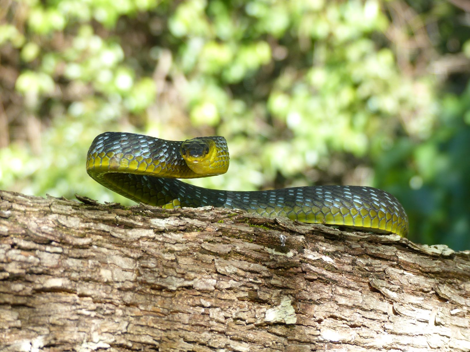 Blue skin showing between scales as light coloured flecks on body
