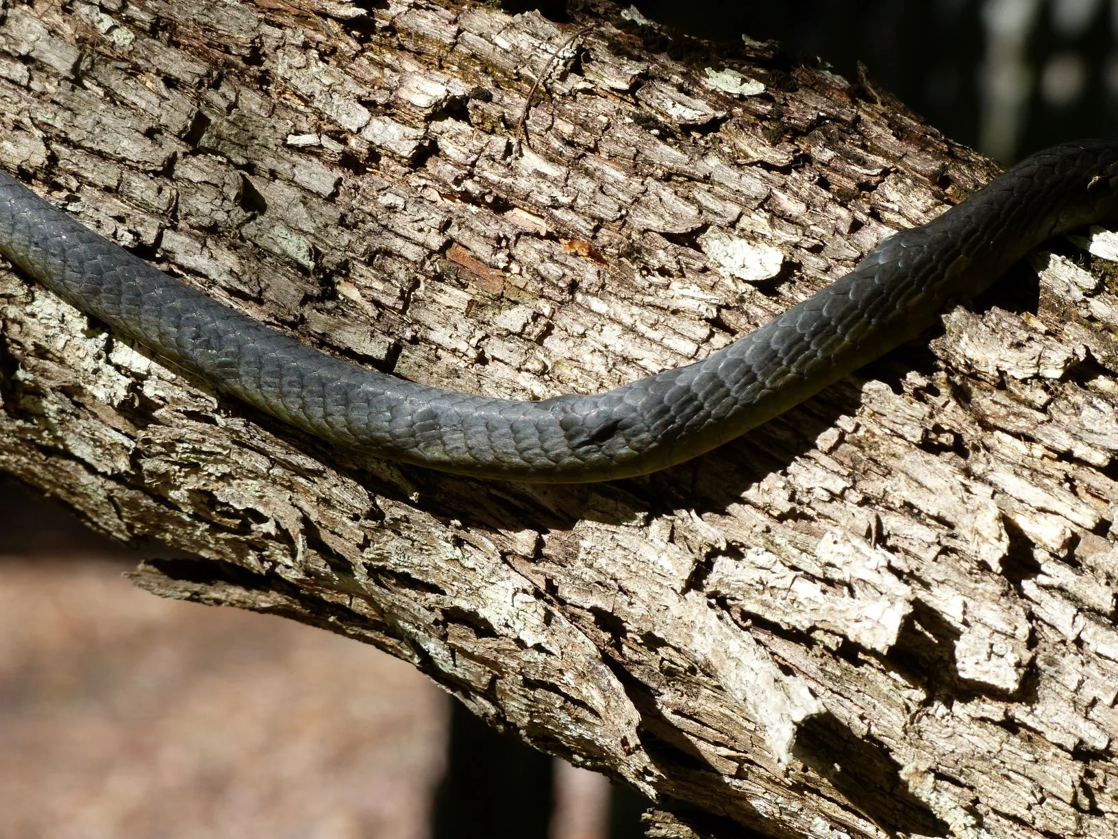 Lumps are parasitic thread-worms living just beneath the skin