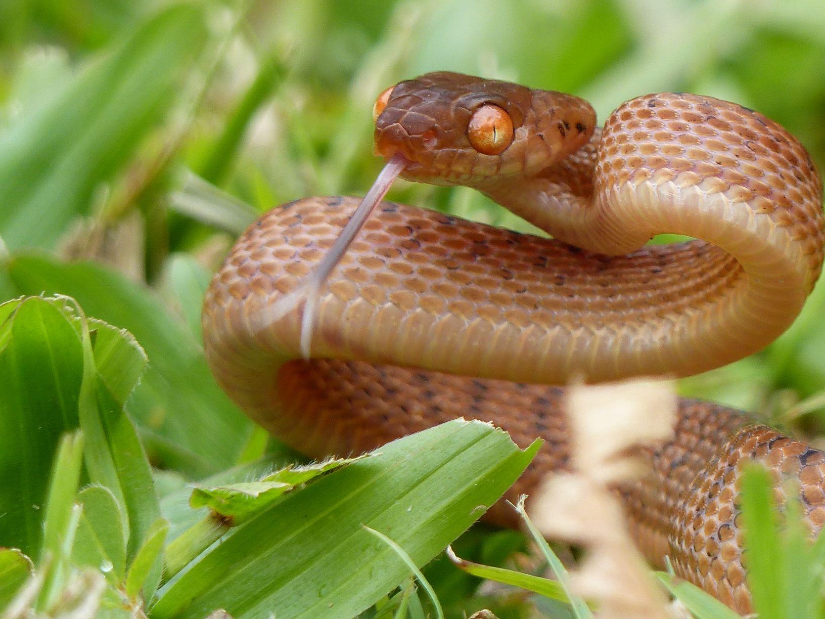 Brown Tree Snake — Murwillumbah Snake Catchers