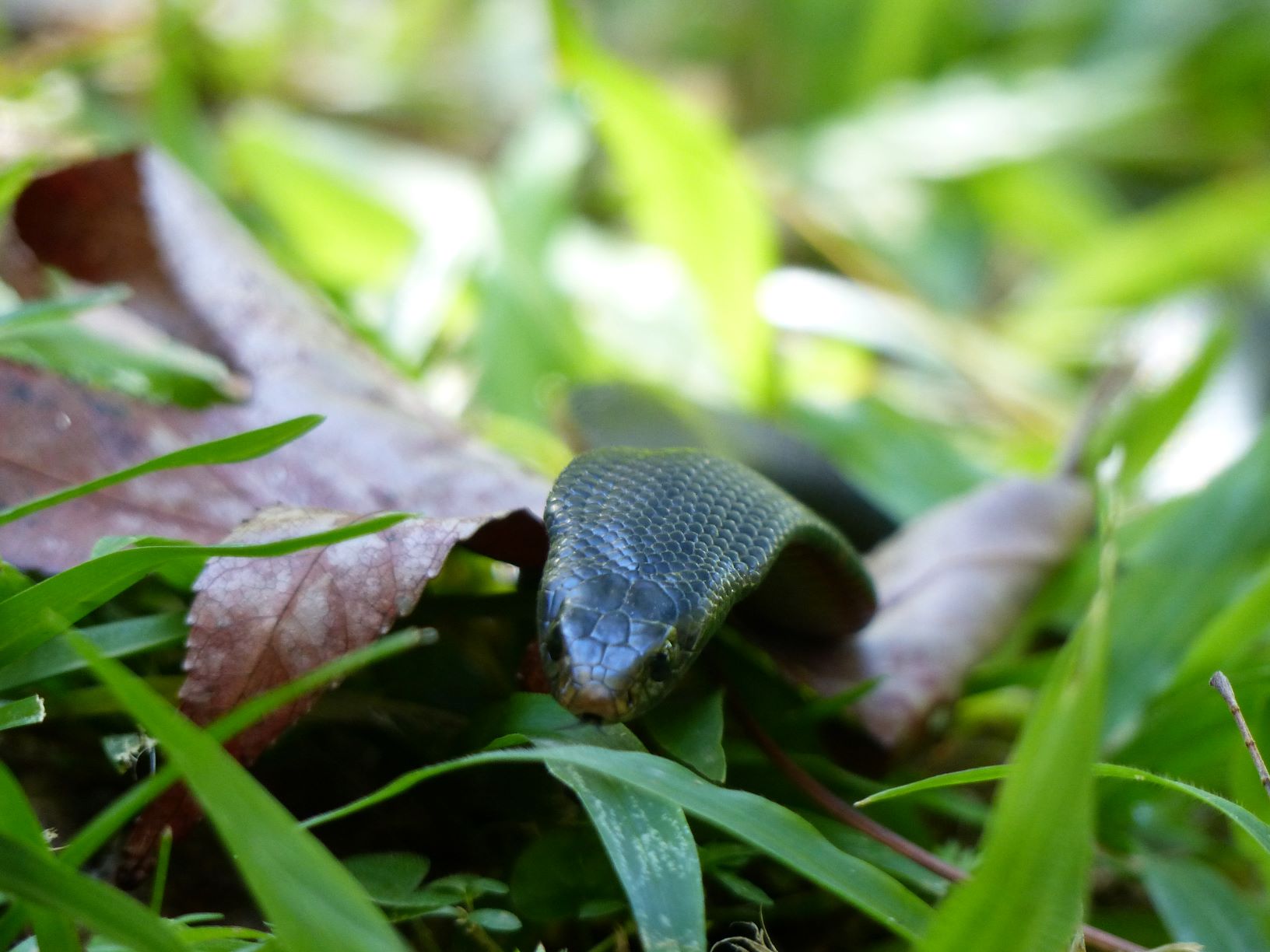 Note brown nose and flared neck