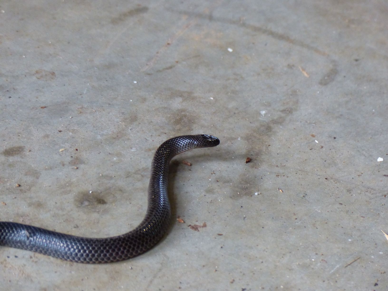 Glossy black scales over the entire upper body and head. This snake was found in a wall cavity of a garage at ground level.