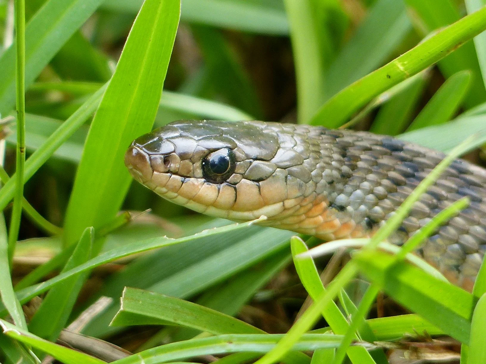 Great shot of the head showing the loreal scale (unique to non-venomous snakes) the upturned mouth that looks like it’s smiling, and the dark lines between the scales on the upper lip. The Rough-scaled Snake doesn’t have a loreal scale, the mouth is flatter and there are no dark lines between the scales on the upper lip.