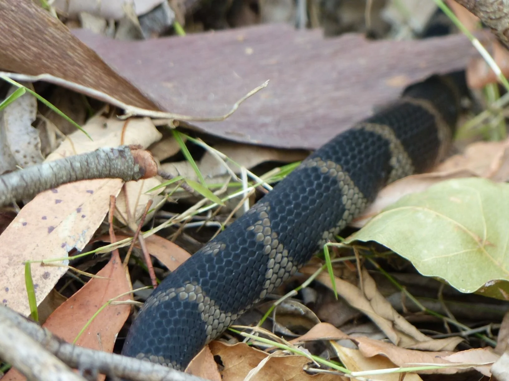Check the identification of your snake before picking up!!