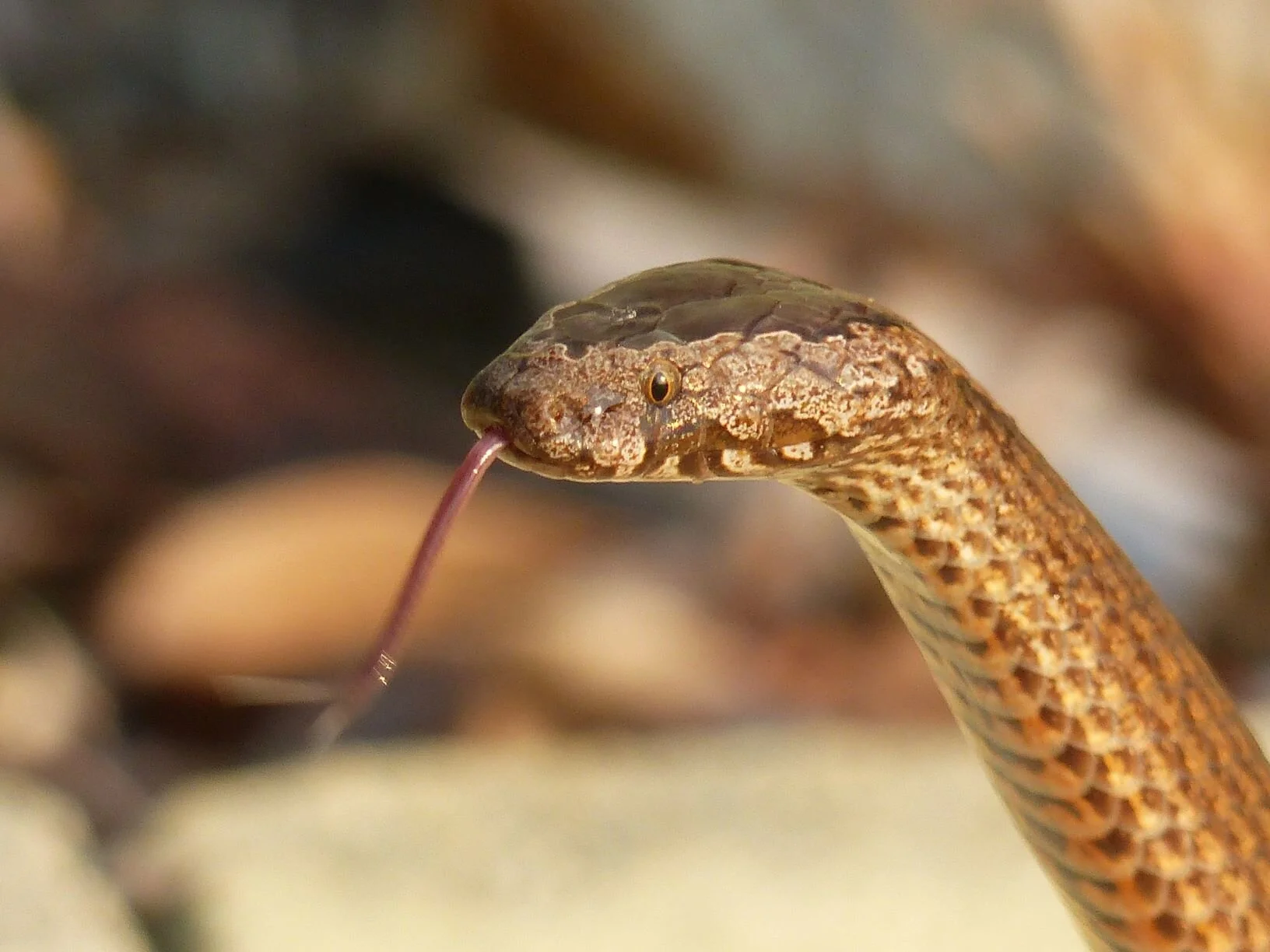 Distinctive head markings of the Golden-crowned Snake.