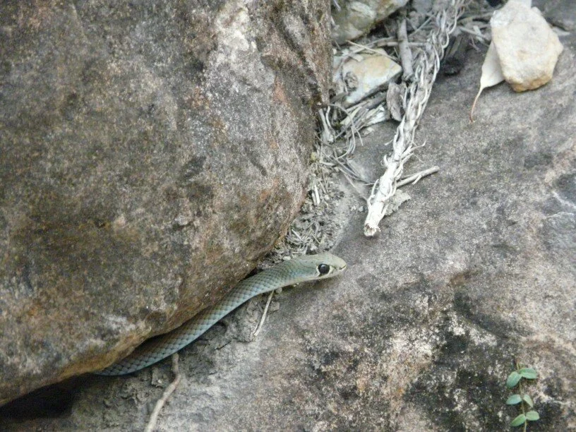 Yellow-faced Whipsnake.JPG