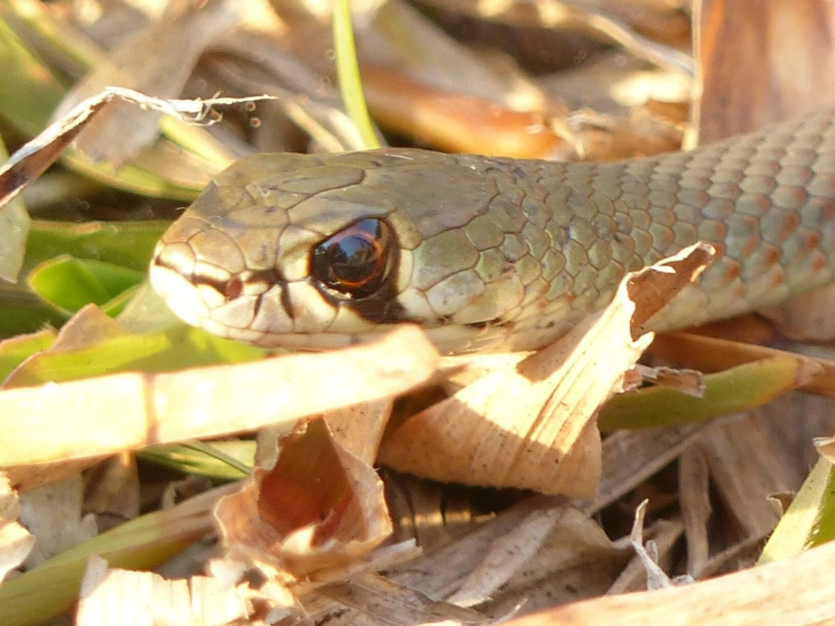 Close up of the head showing the large eye with distinctive black marking in the shape of a comma.